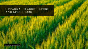 Uttarkashi Agriculture and Livelihood