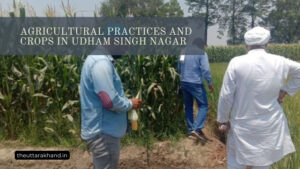 Agricultural Practices and Crops in Udham Singh Nagar