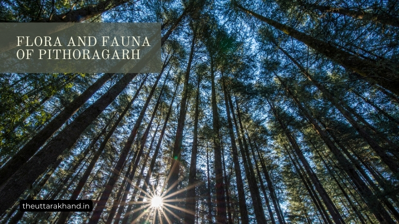 Flora and Fauna of Pithoragarh