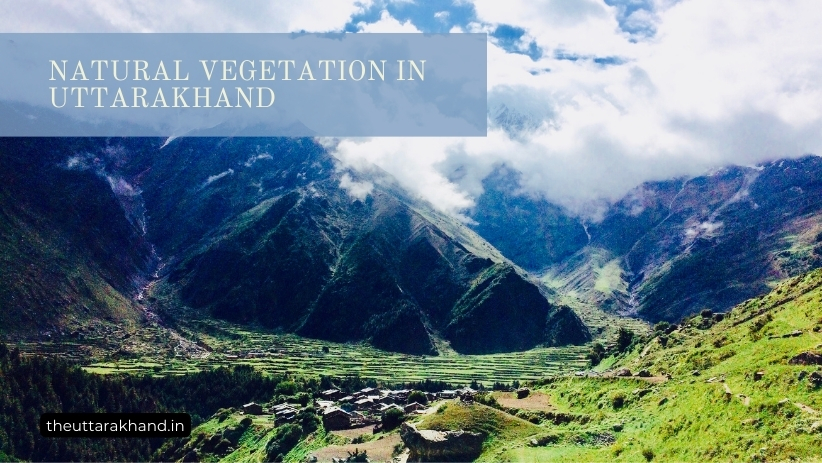 Natural Vegetation in Uttarakhand