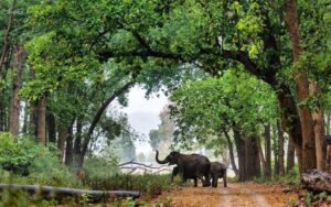 Wildlife of Uttarakhand